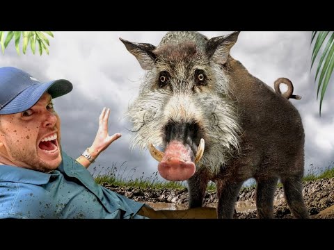 Scariest Pig on the Planet! (Bearded Pig of Borneo) thumbnail