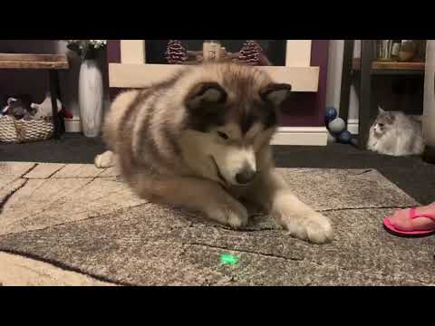Hungry Dog Reacts To Laser Pen! He Never Gives Up! (Cutest Ever!!)  thumbnail