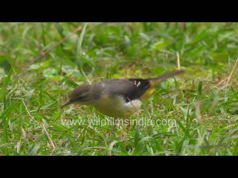 Grey Wagtail wagging its tail while foraging in Wilderness Orchard thumbnail