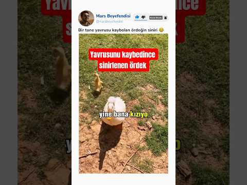 Ördeğinin kaybolan yavrusunu bulan ablamızın ördeğiyle yaşadıkları thumbnail