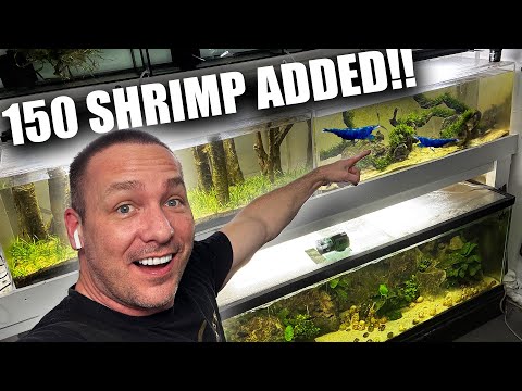Setting up a LARGE shrimp tank and how i clean my aquariums - the king of DIY thumbnail