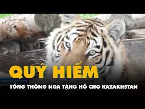 Tổng thống Nga tặng 4 con hổ Amur quý hiếm cho Kazakhstan thumbnail