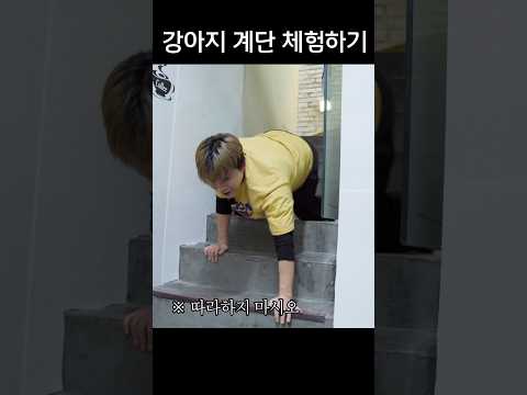 강아지 계단 체험하기 thumbnail