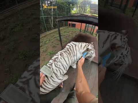 POV JADI PAWANG DI BANDUNG WILDLIFE PARK thumbnail