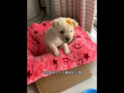一只命运多舛的小土狗被小哥养大后，没想到是那么的可爱！ #主人 #animals #动物救助 #寵物友善日常 #pets #cute #感人壹幕 thumbnail