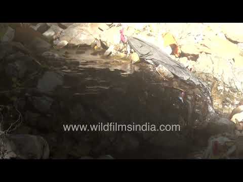 Mountain stream and dense forest landscape in Motidhar  Mussoorie thumbnail