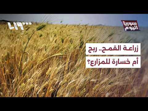 هل تغطي مكافأة القمح والتسعيرة الجديدة تكاليف الإنتاج للمزارعين؟ thumbnail