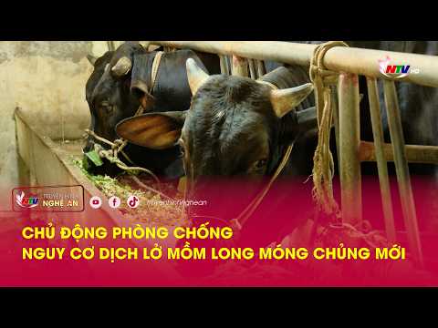 Chủ động phòng chống nguy cơ dịch lở mồm long móng chủng mới thumbnail
