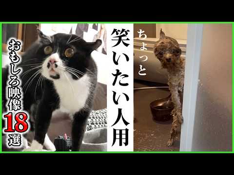 【18選】フフッと笑えるやつ、全部入れました🫶✨｜PECO thumbnail