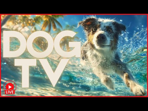 🔴24/7 Beach Walk Dog TV 🐶 Virtual Walk Enrichment 🏝️ 🐕 thumbnail