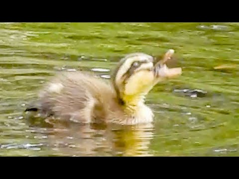 Duck Family 0604F🦆カモ親子🐤弱肉強食、捕食される・する雛鳥。閲覧注意。カラス親子| Wildlife Documentary thumbnail