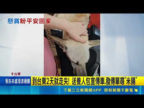 砸20萬重金急尋"米腸"! 走失逾50天 送養人心碎｜三立新聞網 SETN.com thumbnail