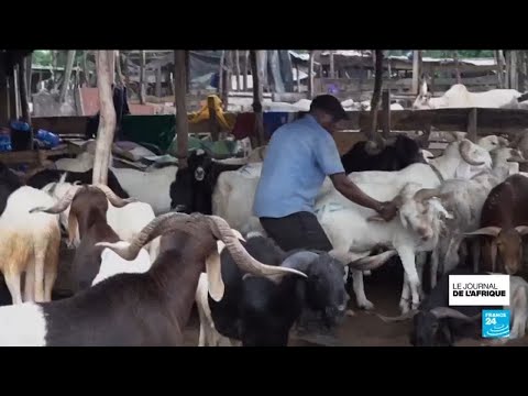 Côte d'Ivoire : le mouton se fait cher avant la Tabaski • FRANCE 24 thumbnail
