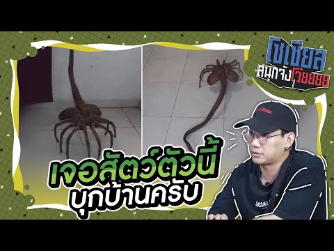 ถ้าเจอสัตว์ตัวนี้บุกบ้าน ห้ามตี?!! : โซเชียลสนุกจังโว้ย l VRZO thumbnail