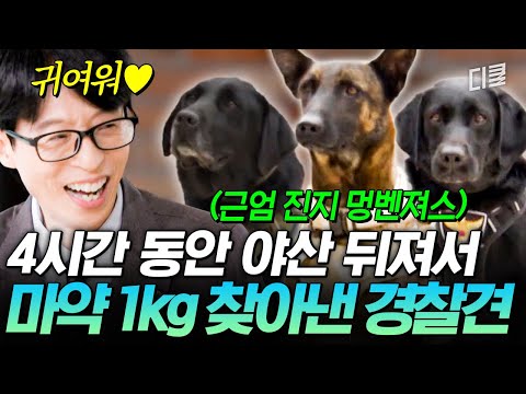 마약·폭발물·전자기기까지 척척? 우리가 몰랐던 국내 최초 경찰견의 놀라운 능력ㄷㄷ? #유퀴즈 thumbnail