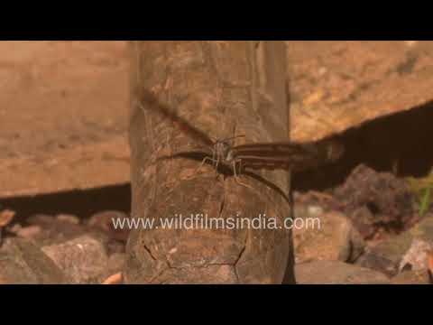 Common Jay butterfly resting in Motidhar Mussoorie thumbnail