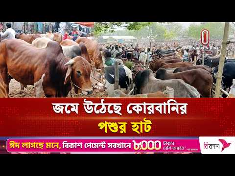 এবার কোরবানির পশুর দাম কেমন? | Cow Hat | Independent TV thumbnail