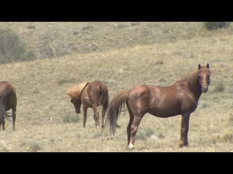 NSW government to trial new fertility controls for brumbies thumbnail