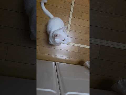 今のシロ。　 #保護猫 #猫のいる暮らし #猫 thumbnail