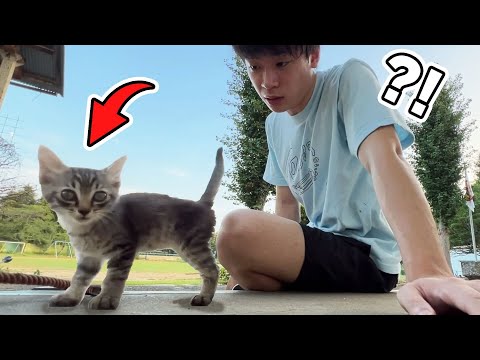 学校にやってきた迷子のネコ thumbnail