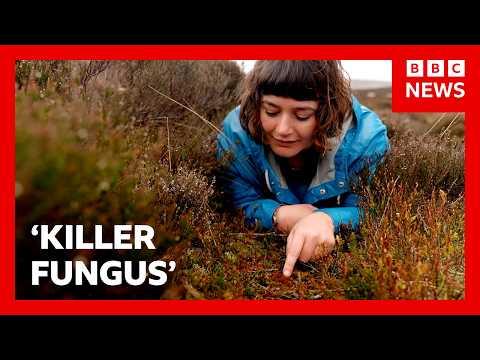'Killer fungus' destroying invasive plant in UK | BBC News thumbnail