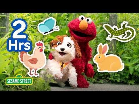 Elmo's Favorite Animals! 🐶🐔🐘 | 2 HOURS | Sesame Street thumbnail