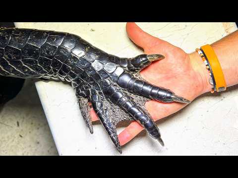 We Had to Wrestle This 300-Pound Alligator thumbnail