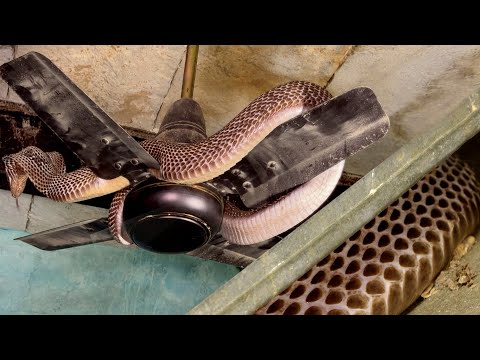 देखिए भयानक काला कोबरा सांप, इस घर में कैसे घात लगाए बैठा था..?? Dangerous Black Cobra Snake Rescue thumbnail