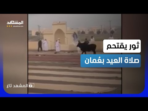 جنون الأضاحي.. ثور يقتحم صلاة العيد وآخر يدمر صالون حلاقة وكبش يقفز في الماء! - المشهد تاغ thumbnail