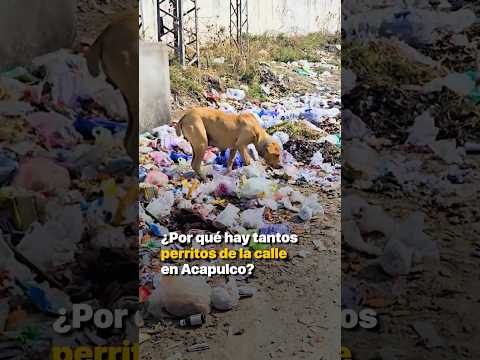 ¿Por qué hay tantos perritos de la calle en Acapulco? thumbnail