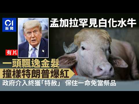 【01秒看新聞】孟加拉水牛「飄逸金髮」撞樣特朗普爆紅　政府出手免當祭品｜01新聞｜特朗普｜水牛｜異色｜白化｜孟加拉 thumbnail