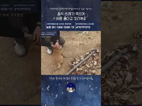 음식 쓰레기 먹으며 사람 좋다고 꼬리쳐요 thumbnail