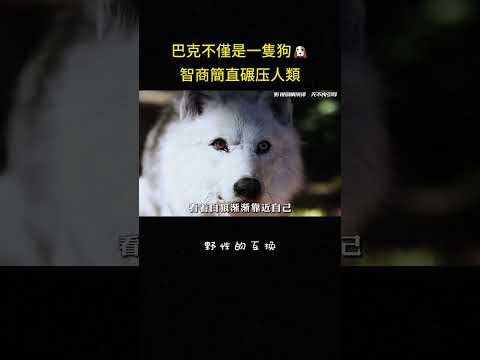 巴克不僅是一隻狗?智商簡直碾压人類#感动 #治愈 #励志 #冒险 #动物 #影视解说 thumbnail