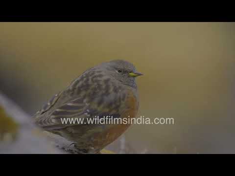 Alpine Accentor perched in the high-altitude landscape of Uttarakhand thumbnail