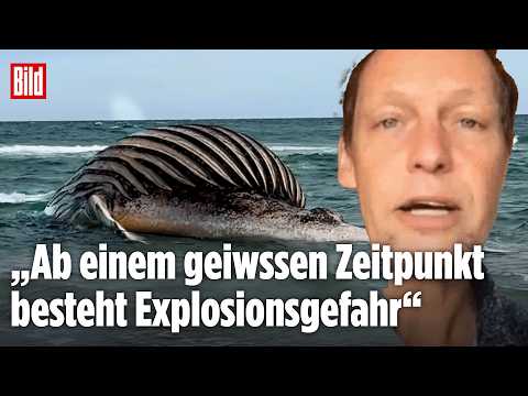 TIMMY BLÄHT SICH WEITER AUF: Meeresbiologe erklärt die Gefahr um den Wal-Kadaver thumbnail