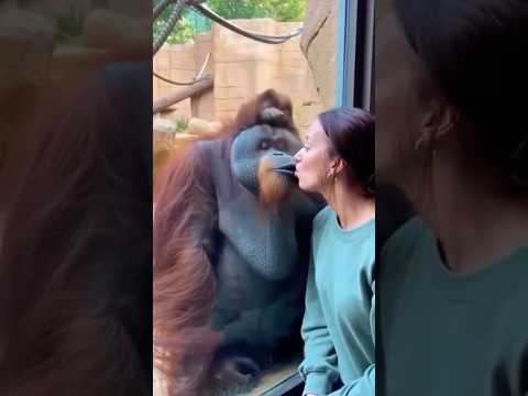 Animais que deixaram humanos sem reação. thumbnail