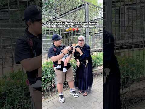 BABY BAKSO LAGI ADA DI KANDANG SINGA‼️?? thumbnail