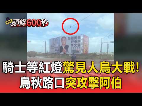 阿伯等紅燈莫名被鳥攻擊！烏秋繁殖季「護巢性強」遇俯衝需保持冷靜【頭條600秒】 thumbnail