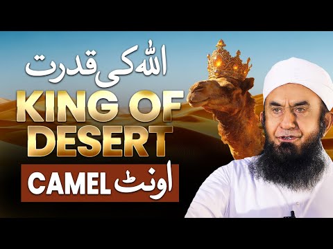 Camel Allah ki Qudrat | Camel King of Desert by Molana Tariq Jamil  thumbnail