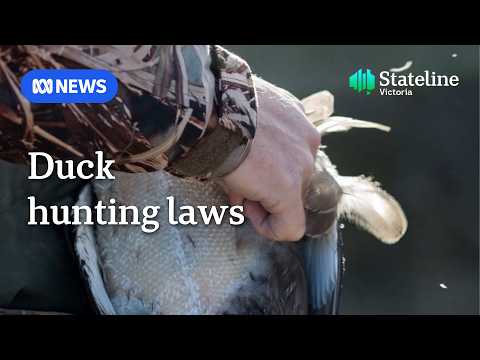 Victorian watchdog accused of siding with duck shooters | ABC NEWS thumbnail