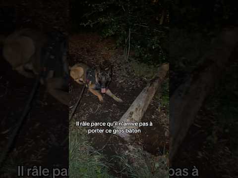 Il fait que râler ce chien 🤣 #ades #baton #malinois thumbnail