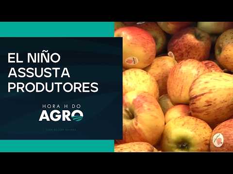 Produção de maçã bate recorde e clima preocupa produtores no país | HORA H DO AGRO thumbnail