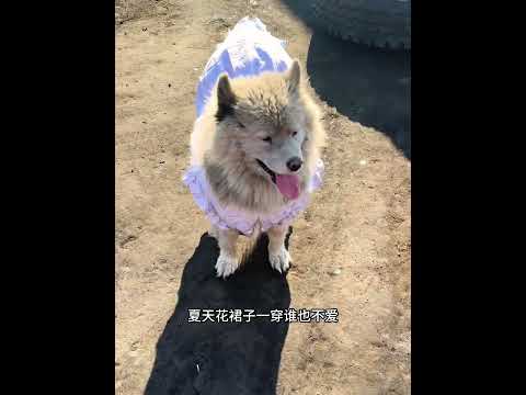 萨摩耶被人误认成流浪狗，得知它的真实身份，却让人羡慕！ #animals #动物救助 #主人 #寵物友善日常 #pets #搞笑 #感人壹幕 #科普 #cute thumbnail