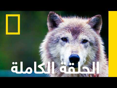 مراقبة الذئب | عمليات إنقاذ حيوانات ألاسكا | ناشونال جيوغرافيك أبوظبي thumbnail