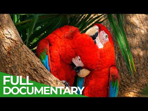 The Colors of Nature | Free Documentary Nature thumbnail