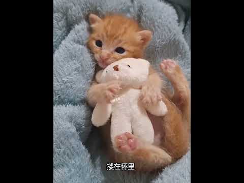 女孩捡回受伤的猫咪和小鸟，没想它们却相拥在一起久久不愿分开 thumbnail