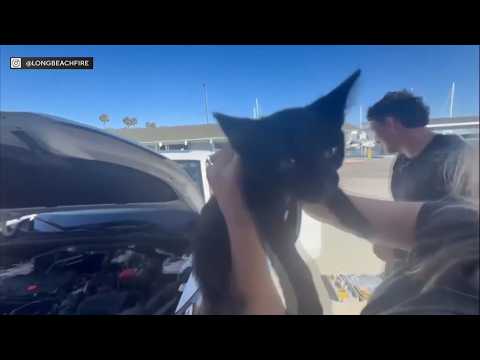 Firefighters Save Scared Kitten That Crawled Under Hood Of Car thumbnail