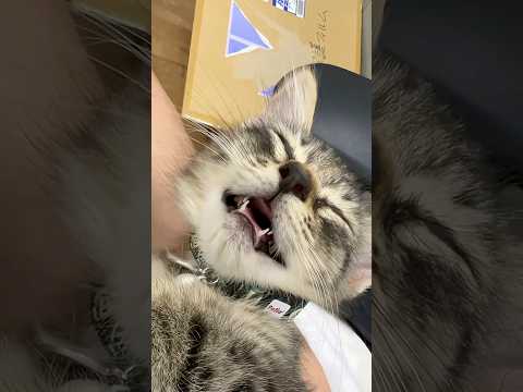 眠くても返事をする保護猫がかわいい thumbnail