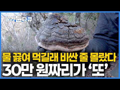"벌써 이게 몇 개째냐" 흔하고 쉽게 살 수 있어서 비싼 줄 몰랐다｜옛날에는 산삼 보다 귀했다는 버섯｜면역력과 항암에 효과｜산 속의 보물｜돈이 되는 약재｜극한직업｜#골라듄다큐 thumbnail