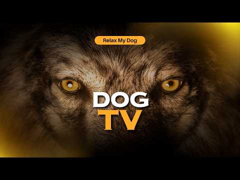Dog TV: Indoor Nature Exploration for Dogs Through Virtual Walking Experiences thumbnail